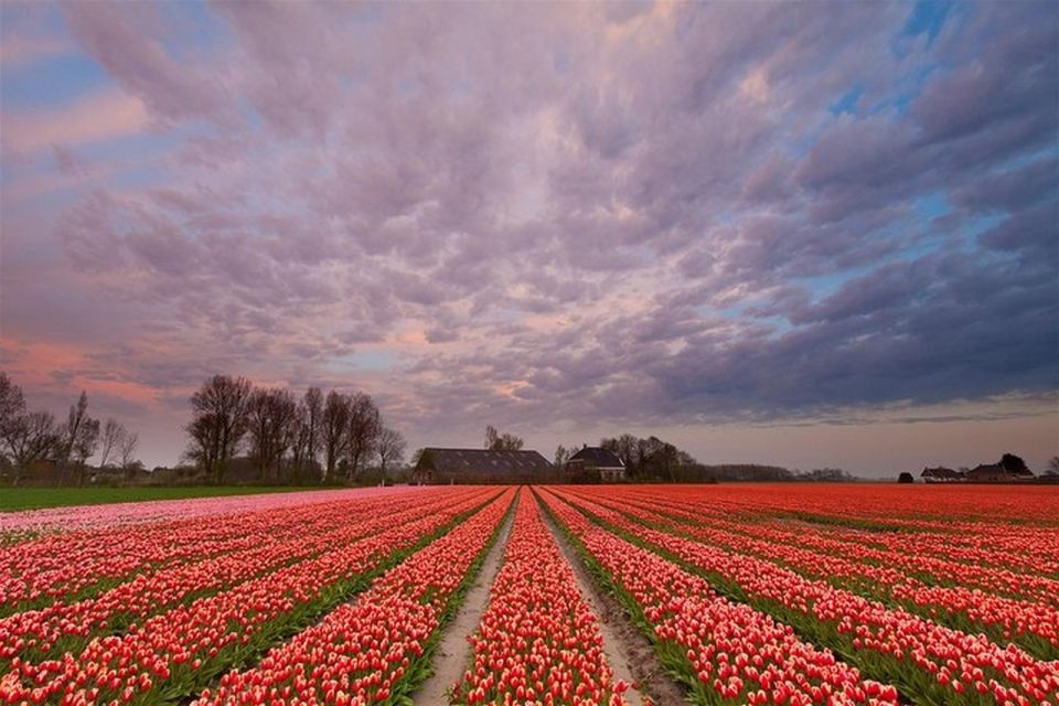 Brussels: Keukenhof, Tulips, and Delft Day Trip - From Brussels to South Holland: the real vibe of this day trip